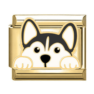 Charm perro Charm perro
